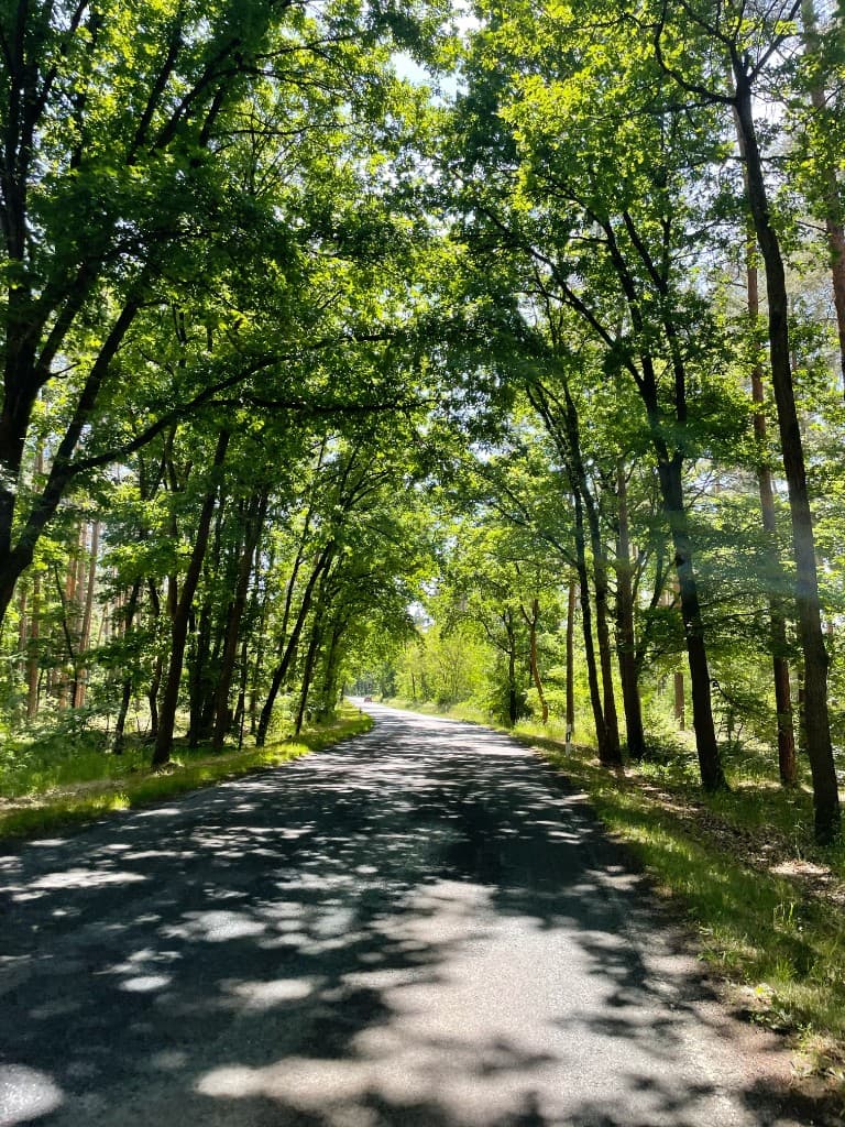 Tree-lined cycling road